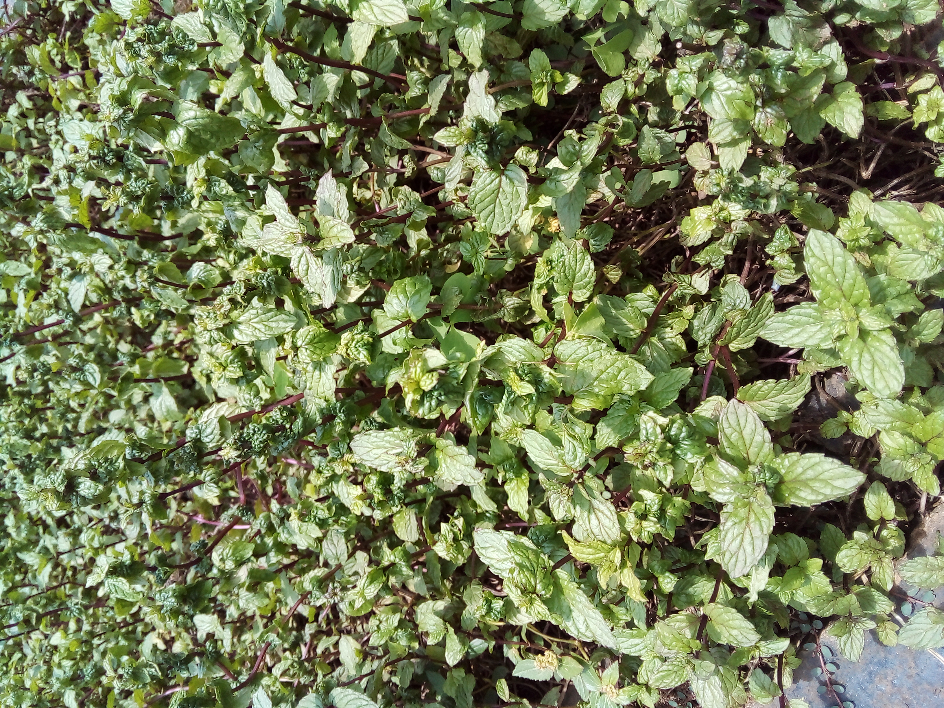 Herb garden with tea plants ready for harvest in Marbella