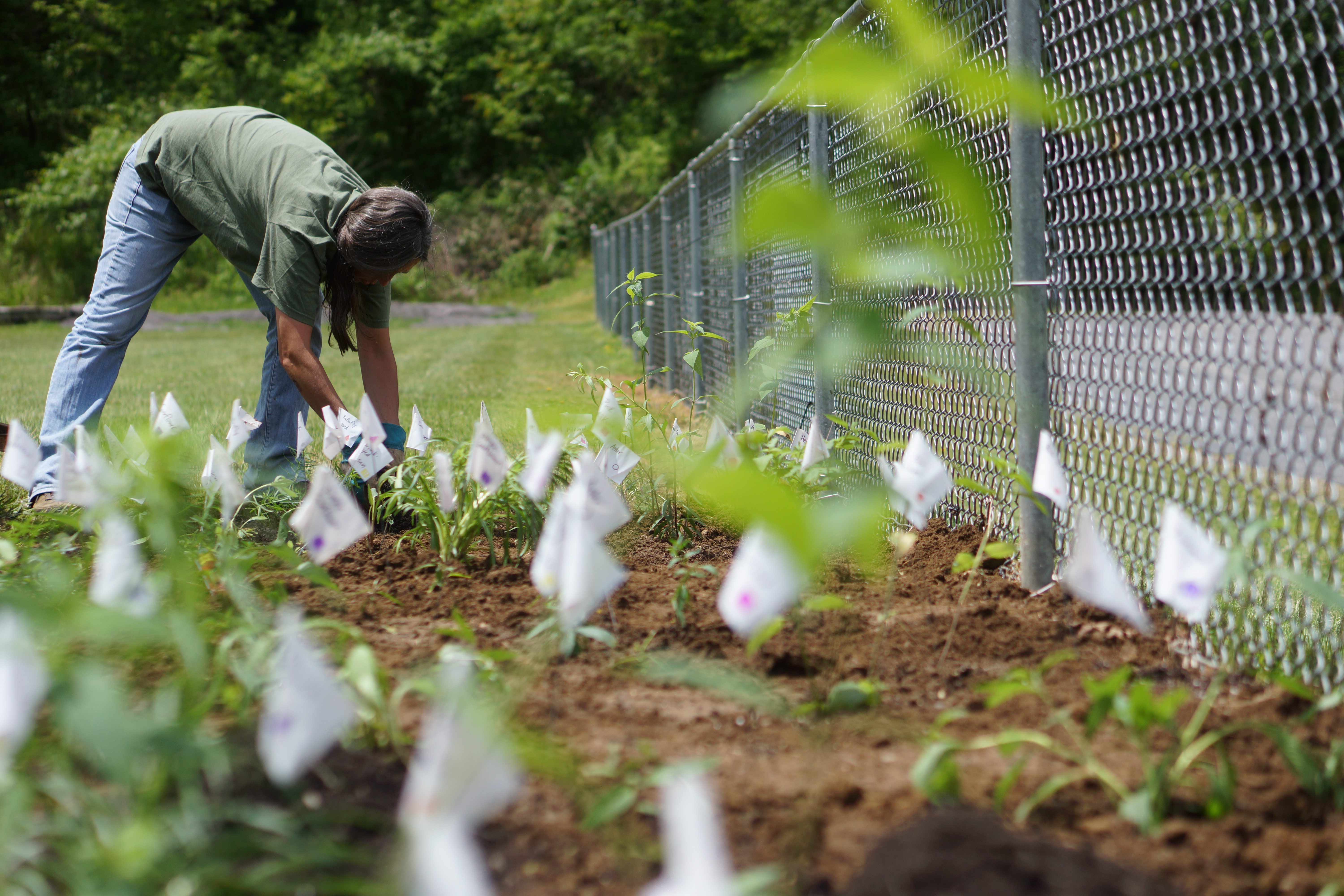Mulch being spread across a planted garden bed