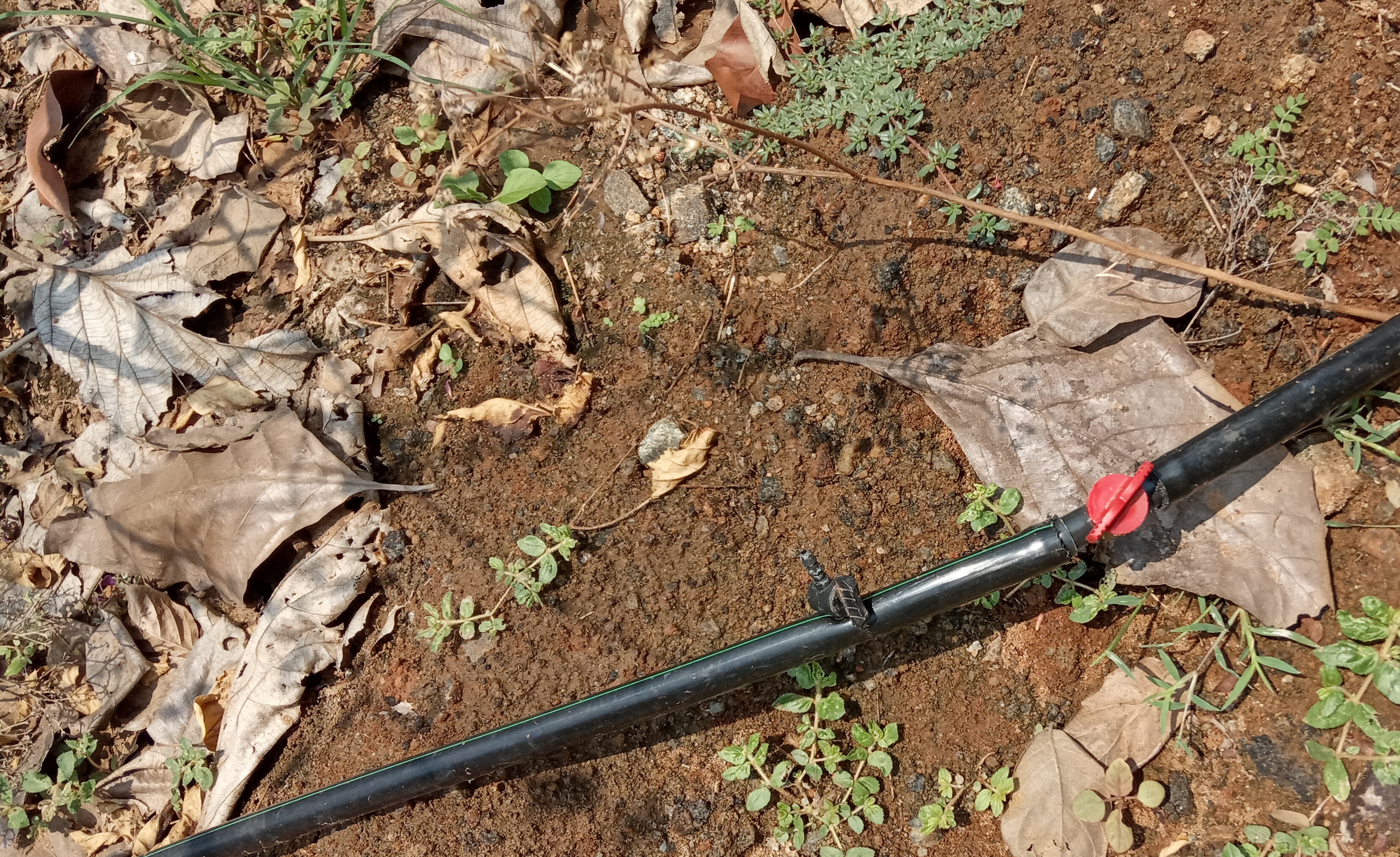 Inspecting drip irrigation emitters in a Marbella garden.