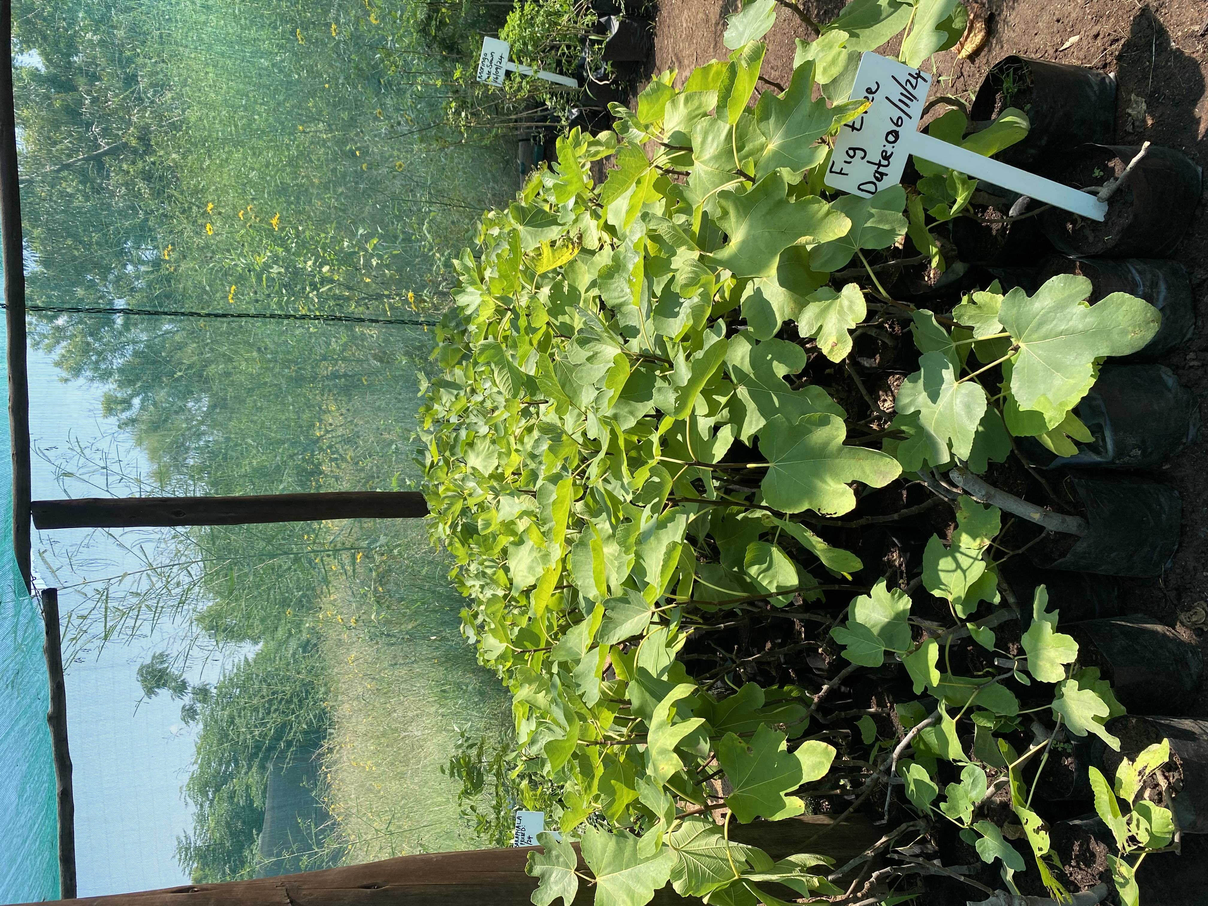 Fig saplings in nursery pots ready for planting