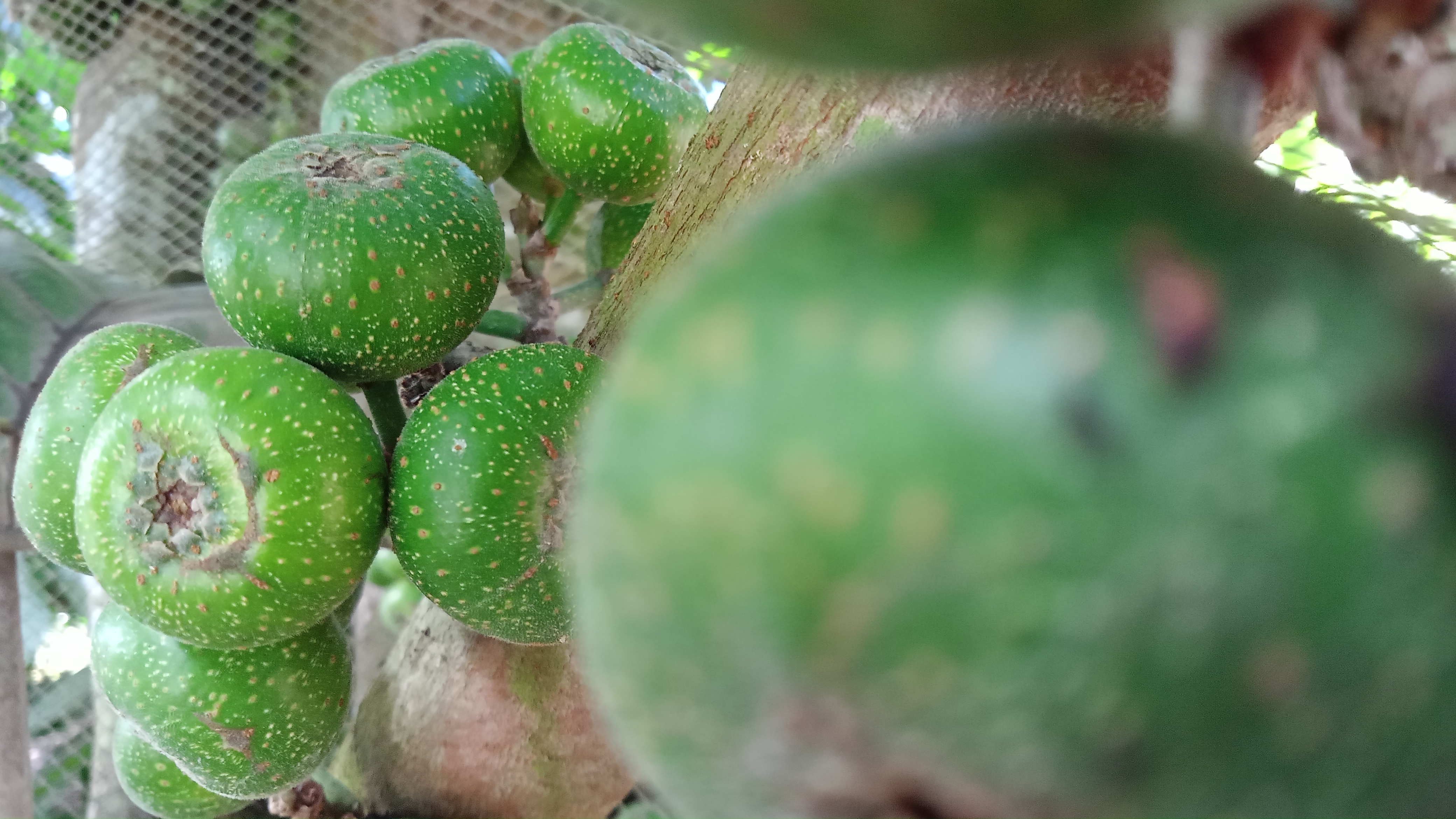 Close-up of ripe fig fruit on the branch