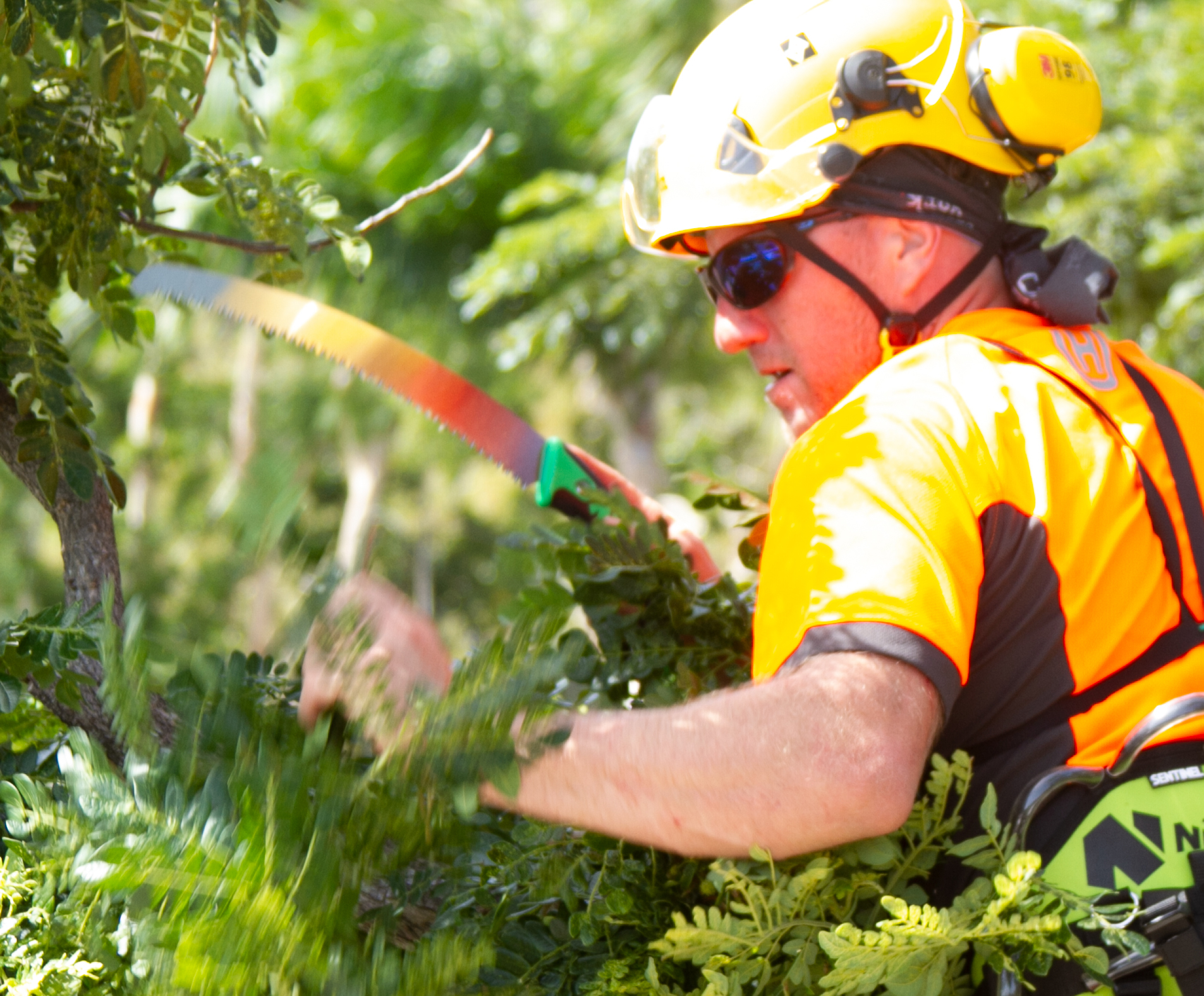 Tree pruning during professional garden maintenance