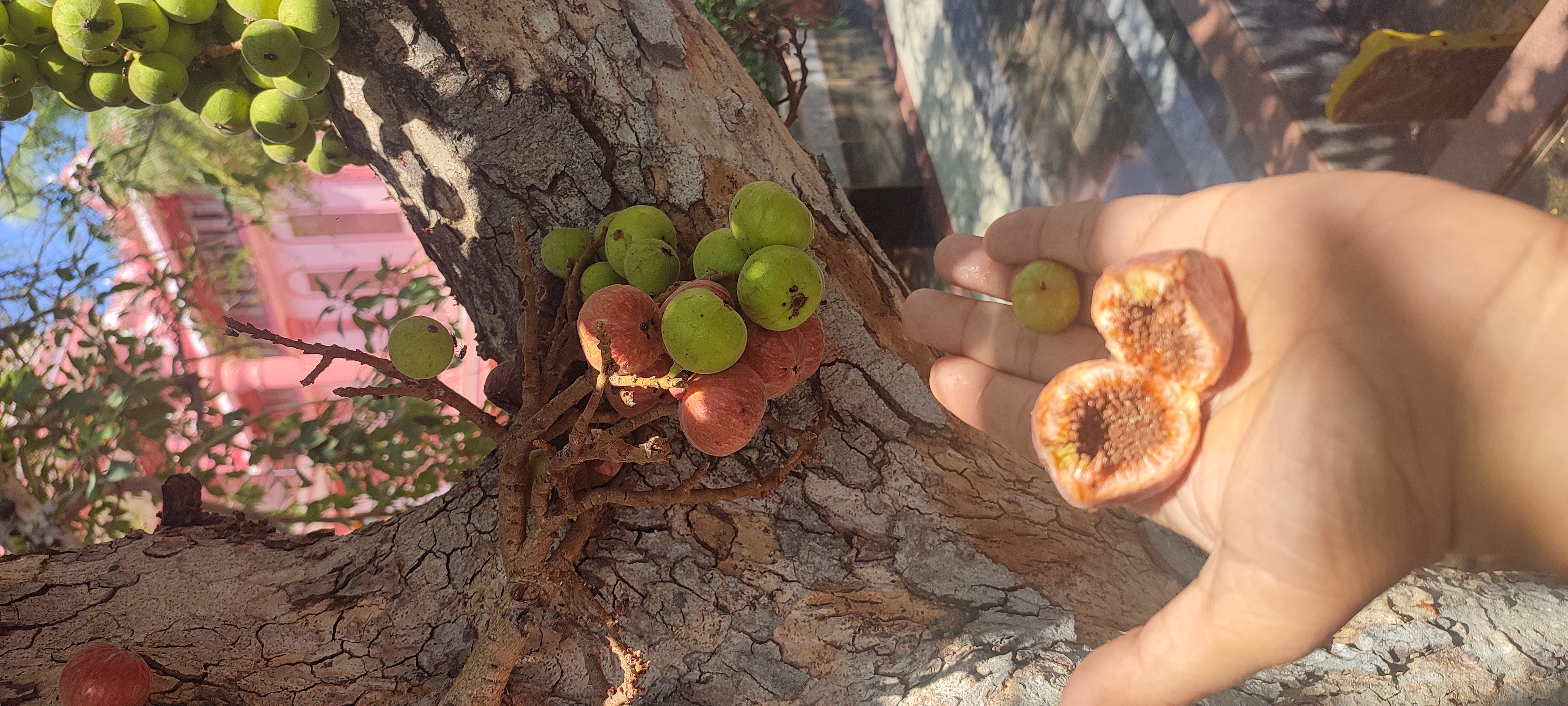 Ripe fruit on a mature fig tree