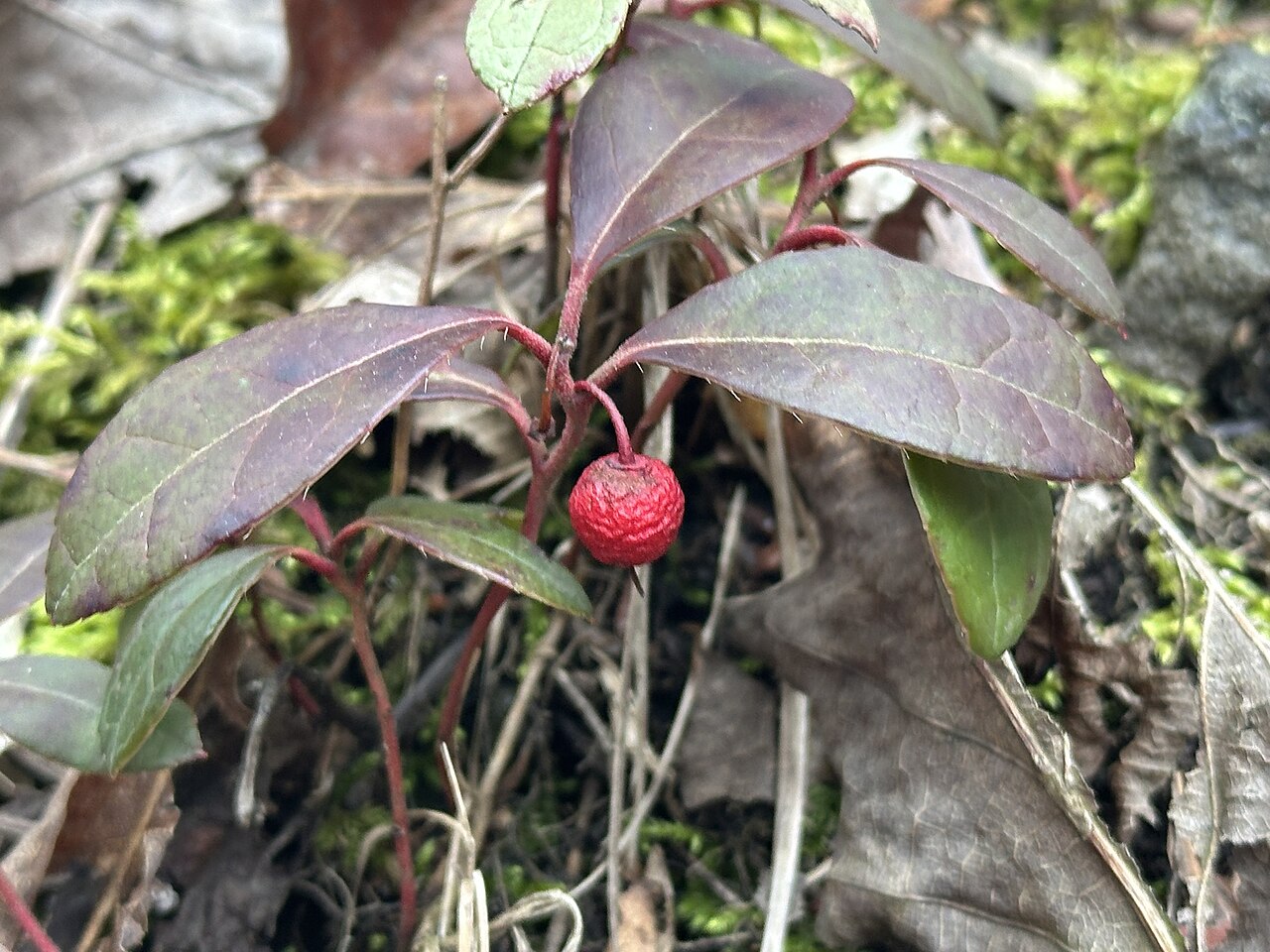 Gaultheria procumbens wintergreen foliage and berries