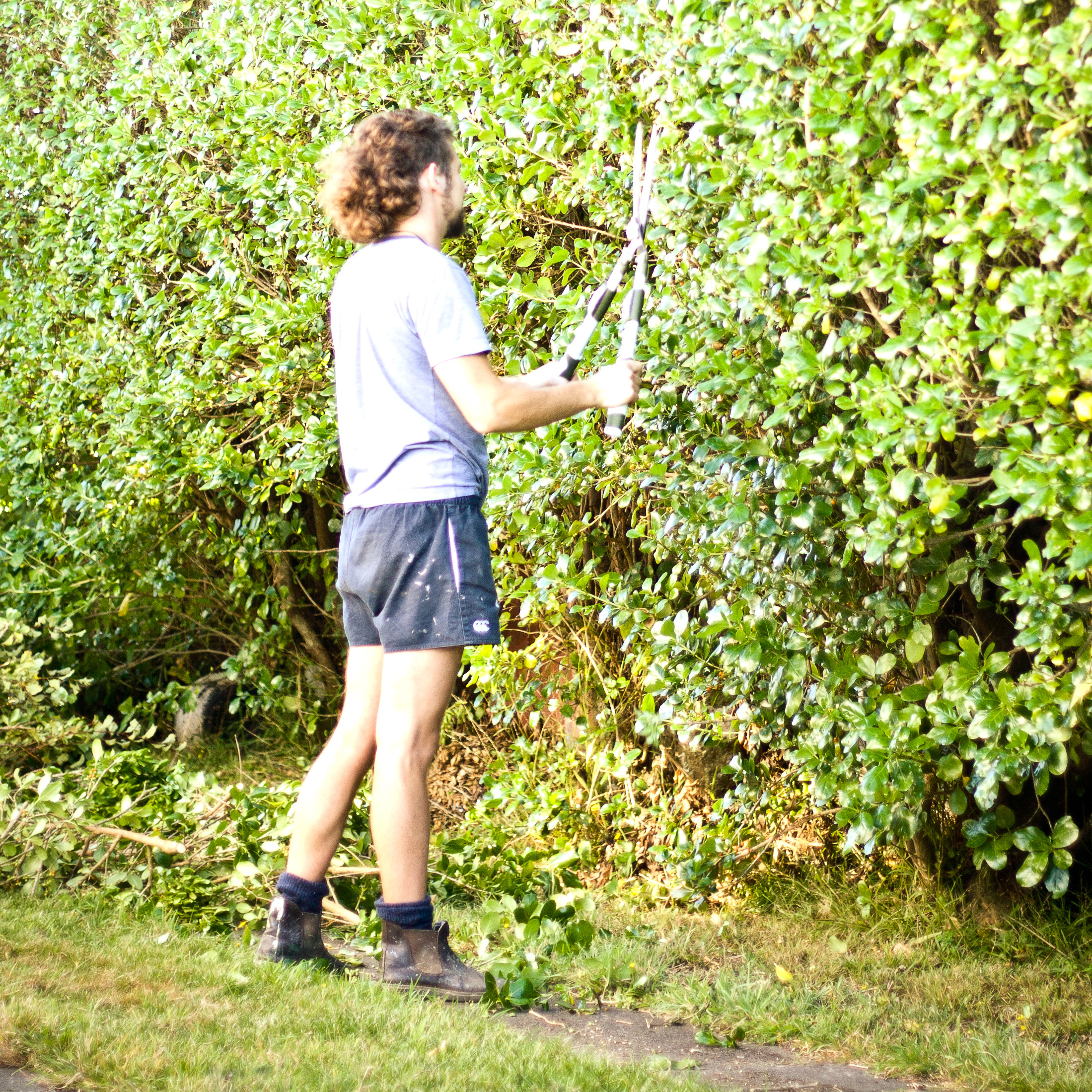 Manual hedge clipping in a maintained garden