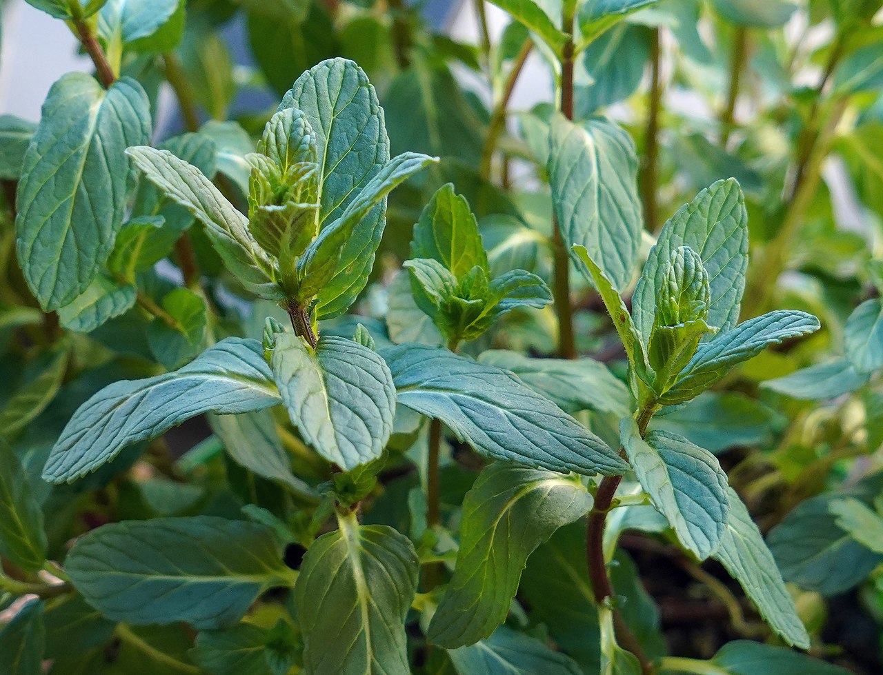 Mint leaves growing densely in a planter